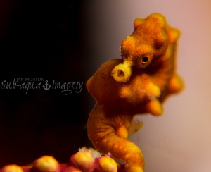 Pygmy Sea Horse.  Approx 8mm in length.  
Olympus OMD E-... by Jan Morton 